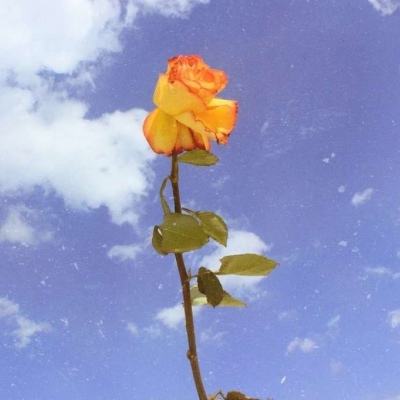 野生城堡破解版下载
